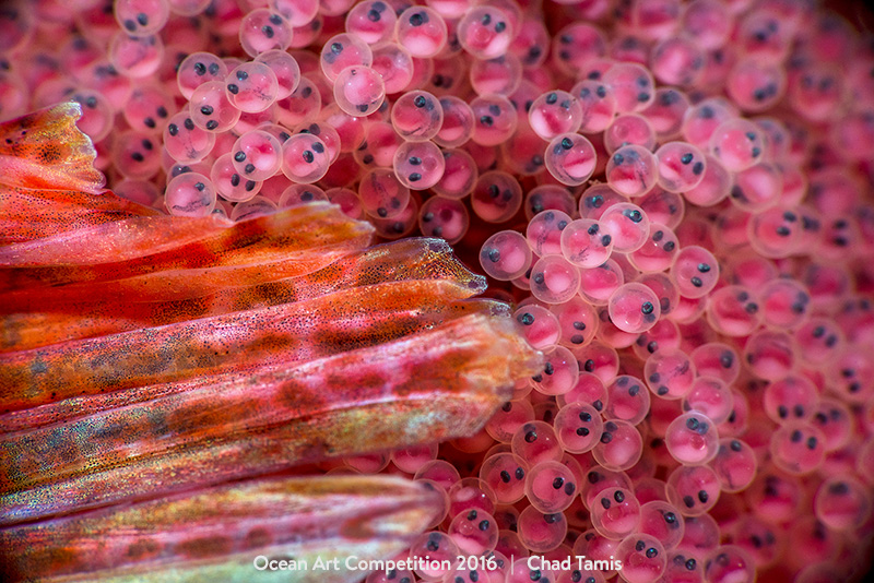 Illustration for article titled The Best Underwater Photographs of 2016 Are Out of This World